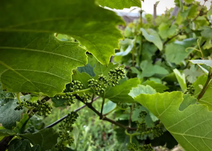 Vakantiehuis Bellevue